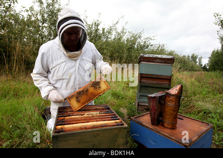 Apiculteur de Somerset, Royaume-Uni Banque D'Images