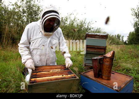 Apiculteur de Somerset, Royaume-Uni Banque D'Images