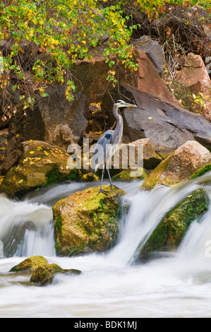 Grand Héron (Ardea herodias) dans le Virgin River, Zion National Park, Utah Banque D'Images