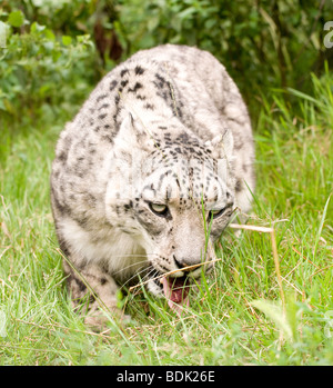 Snow Leopard en captivité au centre de reproduction Santago leopard rare en Angleterre. Banque D'Images