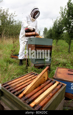 Apiculteur de Somerset, Royaume-Uni Banque D'Images