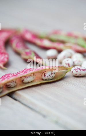 Phaseolus vulgaris, le haricot Borlotti et les gousses sur une table en bois Banque D'Images