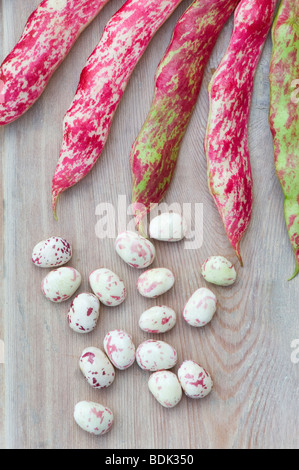 Phaseolus vulgaris, le haricot Borlotti et les gousses sur une table en bois Banque D'Images