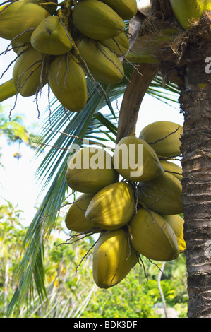 Bois de coco palm tree growing on Kauai HI Banque D'Images