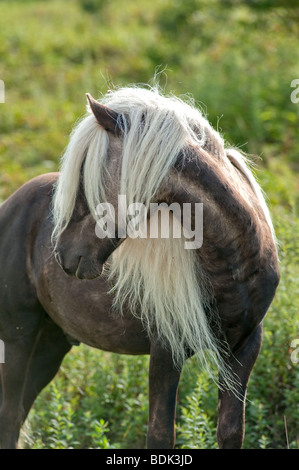 Wild pony à Grayson Highlands State Park en Virginie, USA avec très longue crinière blanche Banque D'Images