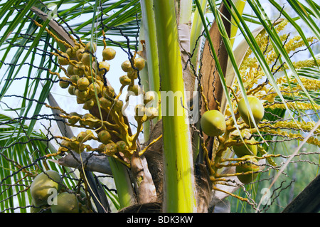 Coco palm tree embryonnaires sur Kauai HI Banque D'Images