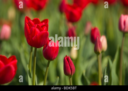 Champs de tulipes dans un champ près de Spalding Banque D'Images