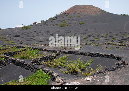 Vignes cultivées en sol volcanique, semi-circulaire derrière de plus en plus de brise-vent. La Geria, Lanzarote, Îles Canaries Banque D'Images