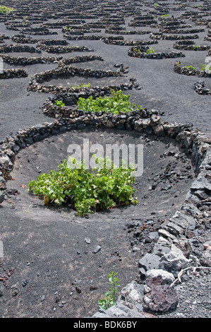 Vignes cultivées en sol volcanique, semi-circulaire derrière de plus en plus de brise-vent. La Geria, Lanzarote, Îles Canaries Banque D'Images