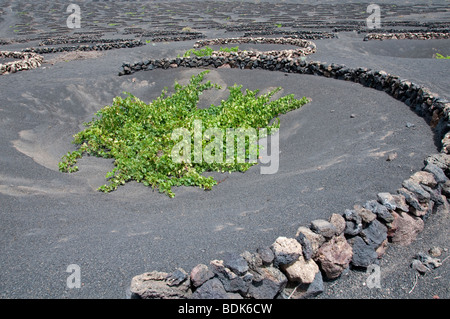 Vignes cultivées en sol volcanique, semi-circulaire derrière de plus en plus de brise-vent. La Geria, Lanzarote, Îles Canaries Banque D'Images