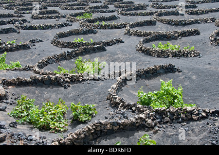 Vignes cultivées en sol volcanique, semi-circulaire derrière de plus en plus de brise-vent. La Geria, Lanzarote, Îles Canaries Banque D'Images