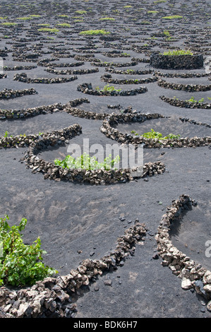 Vignes cultivées en sol volcanique, semi-circulaire derrière de plus en plus de brise-vent. La Geria, Lanzarote, Îles Canaries Banque D'Images