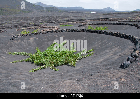 Vignes cultivées en sol volcanique, semi-circulaire derrière de plus en plus de brise-vent. La Geria, Lanzarote, Îles Canaries Banque D'Images