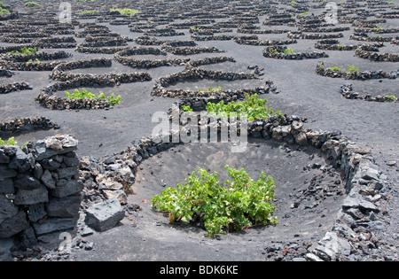 Vignes cultivées en sol volcanique, semi-circulaire derrière de plus en plus de brise-vent. La Geria, Lanzarote, Îles Canaries Banque D'Images