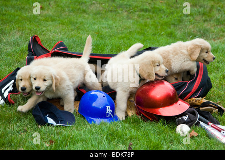 7 semaine les chiots Golden Retriever avec des bâtons de baseball, des chapeaux, des gants, et de balles. Banque D'Images