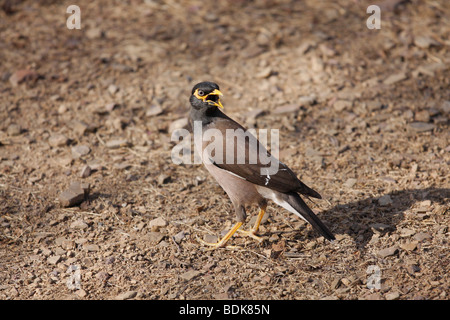 (Acridotheres tristis Mynah commune) , à la réserve de tigres de Ranthambhore, Inde. Banque D'Images