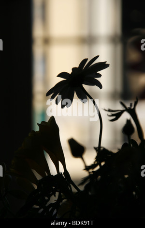 Fleurs silhouette contre la fenêtre dans la pièce sombre Banque D'Images