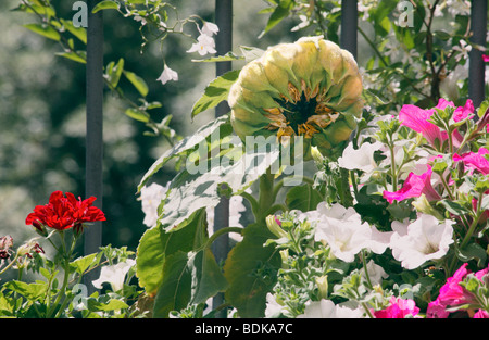 Sunflower fermé dans un jardin de café, Castel Gandolfo, italie Banque D'Images