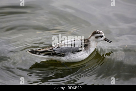 Phalarope gris aussi appelé Red phalarope Phalaropus fulicarius 1re l'alimentation d'hiver sur l'eau Farmoor Reservoir Banque D'Images