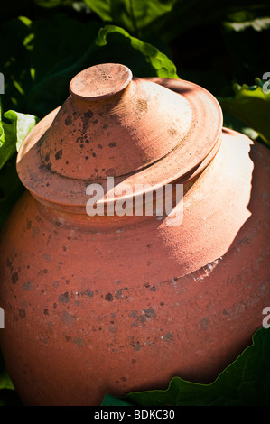 La rhubarbe en terre cuite entre les feuilles de rhubarbe, de l'ancienne dans un jardin de cuisine Banque D'Images