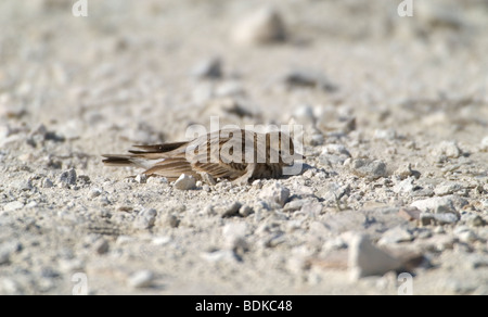 Grand port de Lark sur la migration Banque D'Images