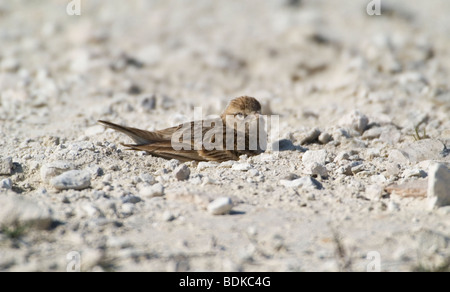 Grand port de Lark sur la migration Banque D'Images