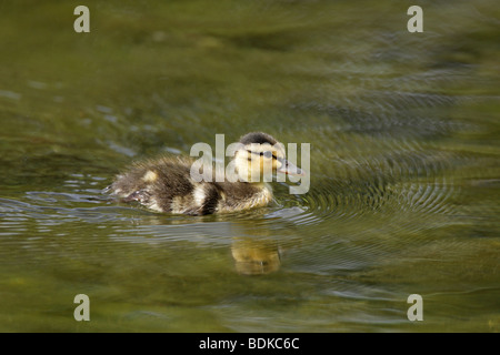 Canard colvert Anas platyrhynchos chick chick nager avec un reflet dans l'eau et une vague de proue au printemps Banque D'Images