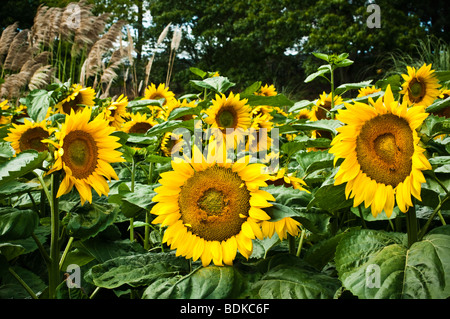 Groupe de grands tournesols dirigés par des essais de plus en plus dans le champ à RHS Wisley garden, UK Banque D'Images