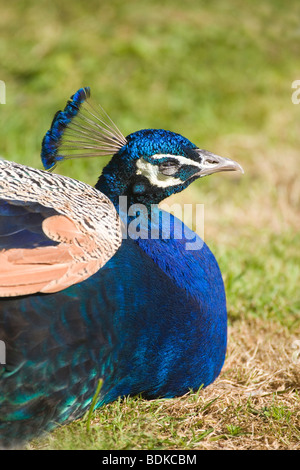 Les Indiens, commune ou bleu paon (Pavo cristata). Pèlerin Sun avec eye demi, la moitié de la paupière inférieure. Détente, assis sur le sol dans des sunlight​. Banque D'Images