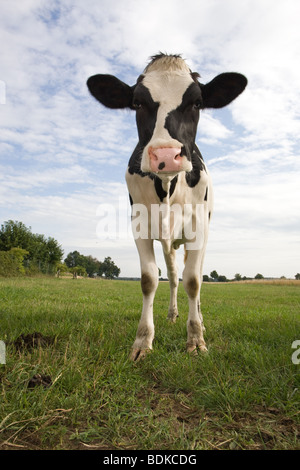 La Vache noir et blanc - Bos primigenius taurus Banque D'Images