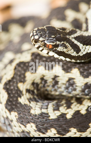 Adder ou du Nord (vipère Vipera berus). Homme montrant les marques typiques de l'espèce. Un dimorphisme sexuel. En forme de "V" inversé marquage sur l'arrière de la tête, est une fonction d'identification du species​. Banque D'Images