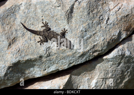 Un mur maltais (Gekko Wizgha tal-wiedien / Tarentola mauritanica) soleil lui-même sur un mur rocheux. Banque D'Images