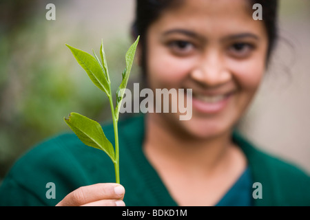 ​Tamil Direction générale de la femme tenant un seul bout de trois feuilles de thé. ​Camelia sinensis. Exemple de pièces part arrachés et placés dans des sacs de collecte, à des fins de traitement. Banque D'Images