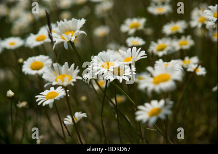 Les marguerites sauvages qui poussent sur la montagne dans les Rocheuses canadiennes Banque D'Images