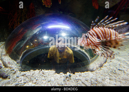 Dubai Aquarium et Zoo sous-marin, une partie du centre commercial de Dubaï, au centre-ville de Dubaï, la nouvelle partie de la ville, Dubaï, Emirats Arabes Unis. Banque D'Images