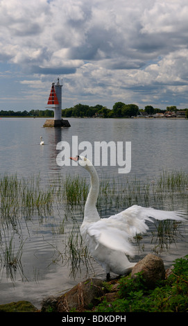 Clapote cygne muet sur la rive du lac Ontario Bay Presquile Gosport près de Brighton Canada Banque D'Images