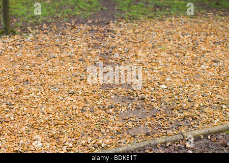 (Muntiacus reevesi Muntjac Deer). Bien utilisé la voie à travers un sentier de jardin de gravier. Norfolk, Angleterre. Banque D'Images