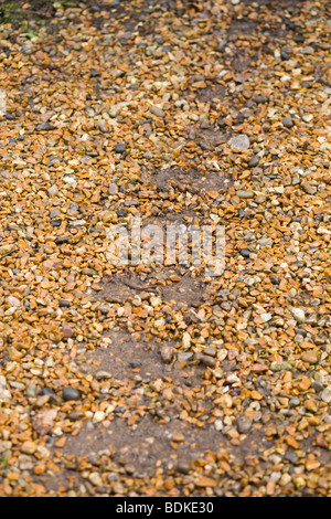 (Muntiacus reevesi Muntjac Deer). Bien run track à travers un sentier de gravier jardin couvert. Indique un espacement régulier des pieds, ou des sabots. Banque D'Images