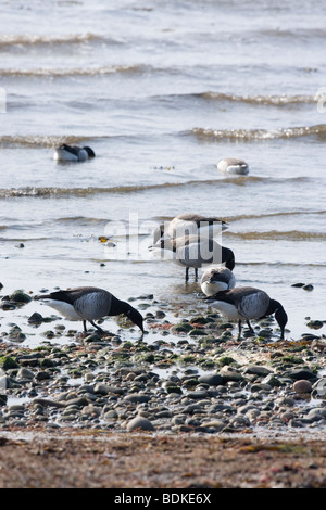 Ou de l'Atlantique La Bernache cravant à ventre pâle (Branta bernicla hrota). Des oiseaux hivernants du Groenland de zostère marine (Zostera pâturage sur Islay) côte ouest de l'Écosse.​ Banque D'Images