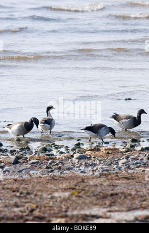 Ou de l'Atlantique La Bernache cravant à ventre pâle (Branta bernicla hrota). Des oiseaux hivernants du Groenland de zostère marine (Zostera pâturage sur Islay) côte ouest de l'Écosse.​ Banque D'Images