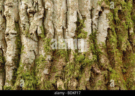 De plus en plus de mousse sur l'arbre de chêne (Quercus robur) écorce Banque D'Images