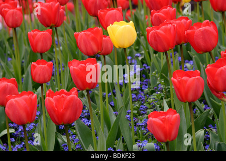 Yellow and red tulip (tulipa) genre fleurs, England, UK Banque D'Images