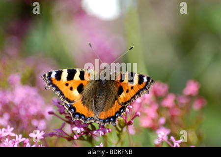 Ecaille papillon sur fleur rose Verveine Bonariensis Banque D'Images