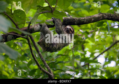 Trois-toed Sloth - Parc National Manuel Antonio, Costa Rica. Banque D'Images