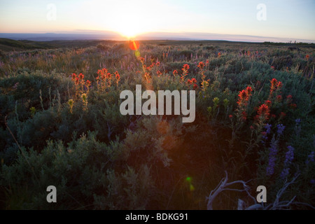 Sage et de fleurs sauvages sur paysage de montagne Steens Banque D'Images