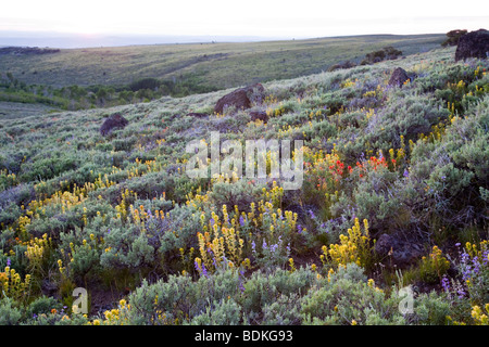 Sage et de fleurs sauvages sur paysage de montagne Steens Banque D'Images