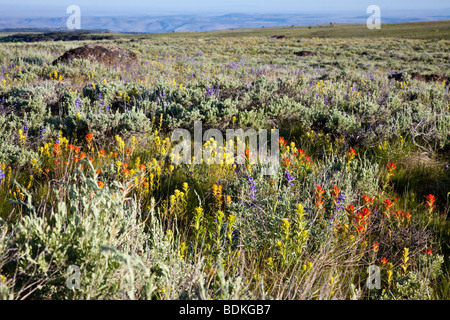 Sage et de fleurs sauvages sur paysage de montagne Steens Banque D'Images