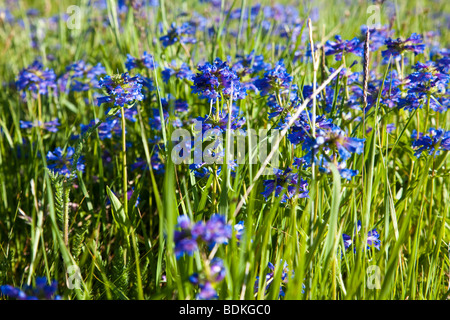 Sage et de fleurs sauvages sur paysage de montagne Steens Banque D'Images