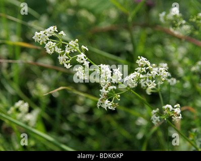 Le gaillet gratteron, couverture, couverture verticale le gaillet gratteron ou blanc, le Galium album Rubiaceae Banque D'Images