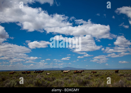 Chevaux en pays sage Banque D'Images